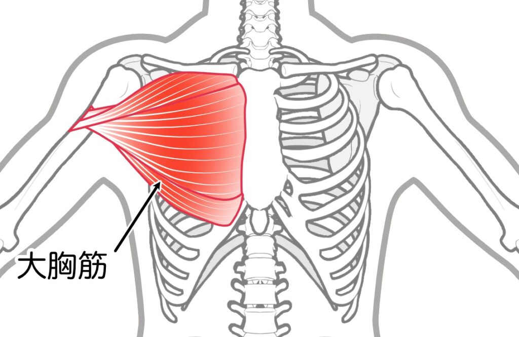 大胸筋の解剖図