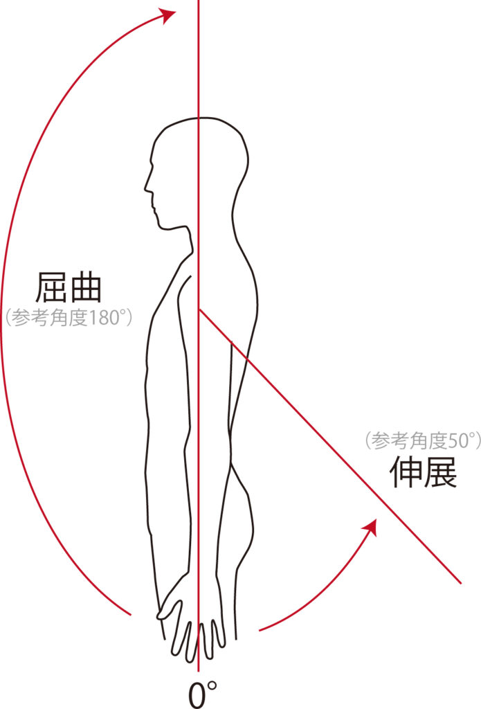 肩関節の屈曲・伸展の動き