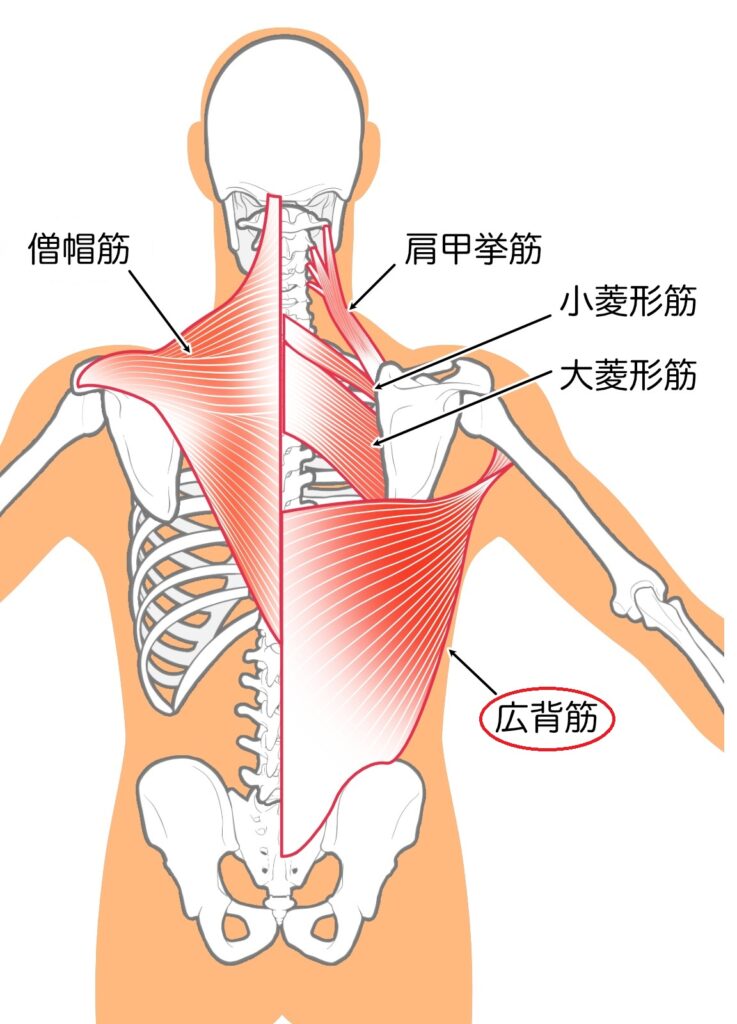 広背筋の解剖図