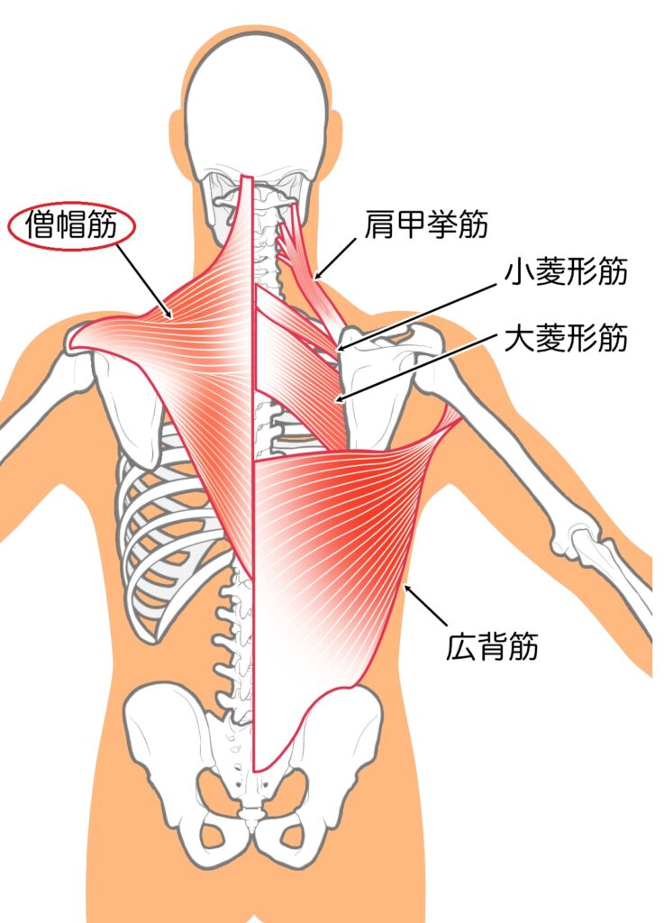 僧帽筋の解剖図